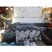 balishine This sleeping budha statue is made from GRC (concrete mixed with fiber) and can be used indoor or outdoor.